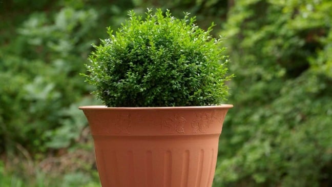 (Foto: pixonaut/Canva)