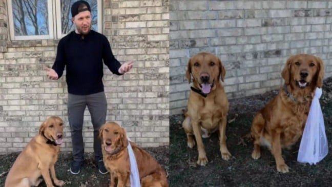 Cães fantasiados de noivos.