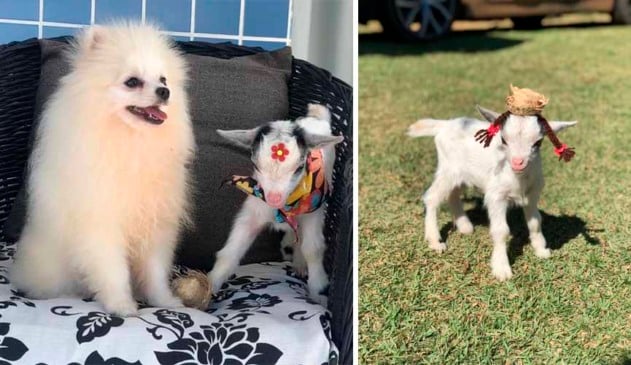 Cabra faz sucesso ao ser criada como pet e encanta a todos