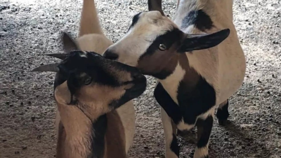 Cabras Isadora e Isabella