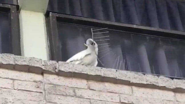 (Foto: Reprodução/Youtube)