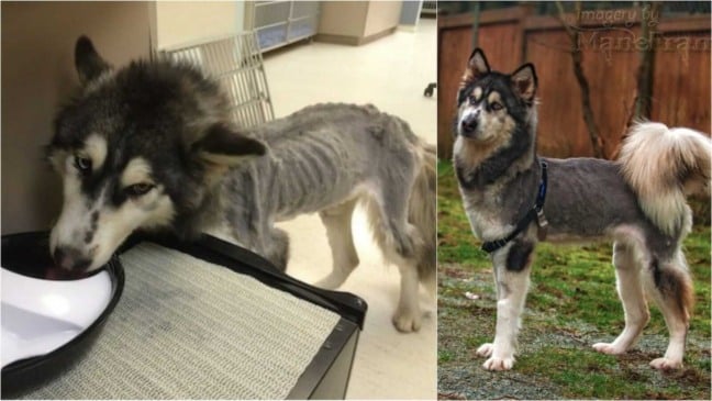 Antes e depois de cachorro resgatado