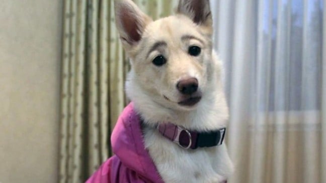 (Foto: Reprodução/catiororeflexivo)