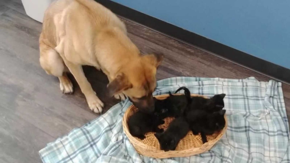 Cachorra com gatinhos