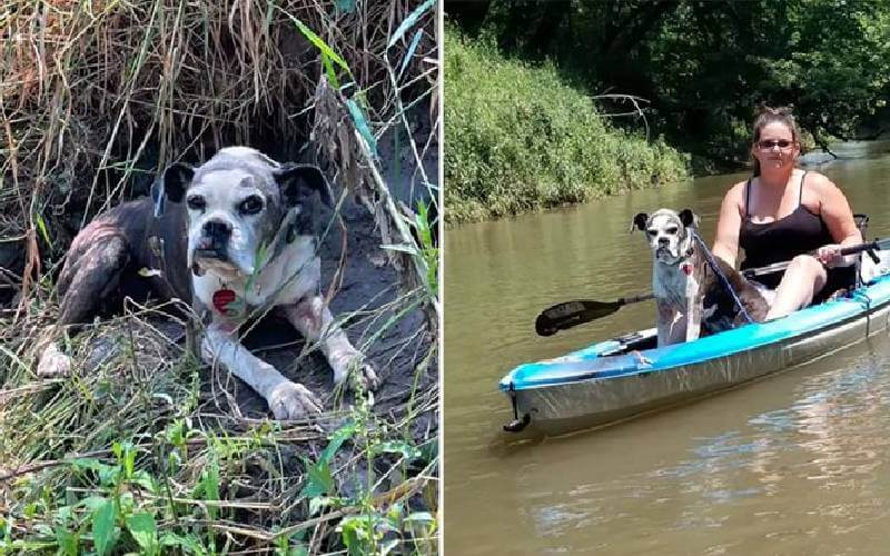 cachorra e mulher em uma canoa no rio