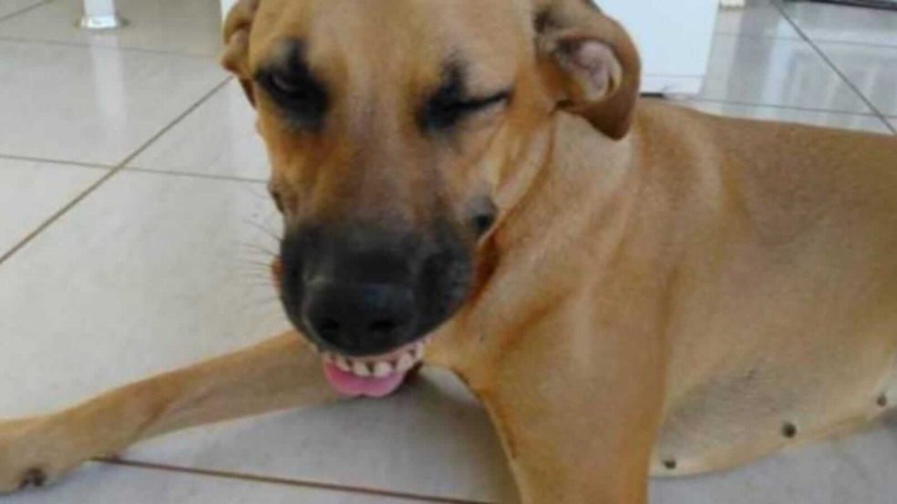 Cachorro usando dentura Cachorro usando dentura