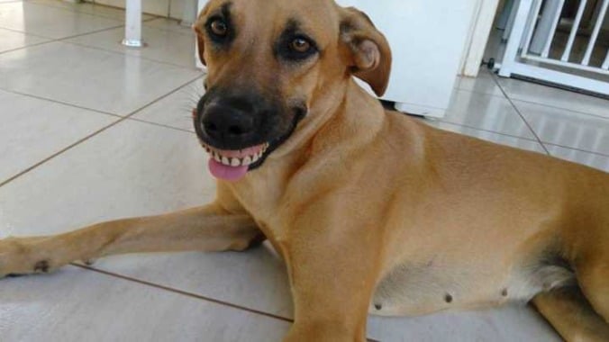 Cachorro usando dentura