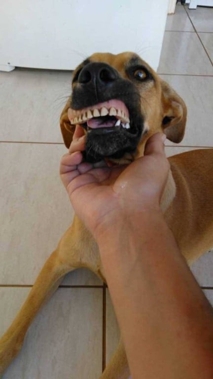Cachorro usando dentura