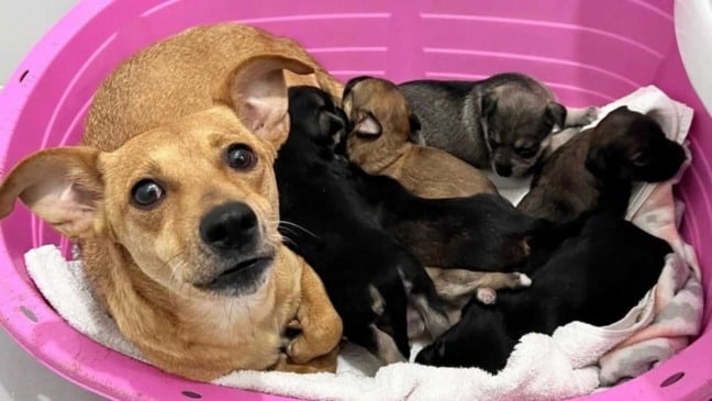 Cachorra deitada com filhotes