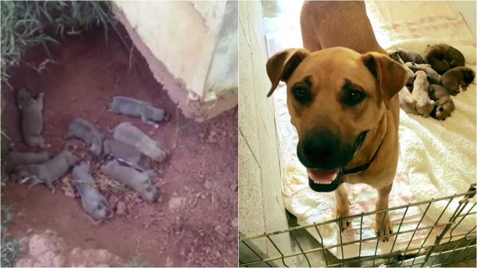 Filhotes de cachorro em buraco
