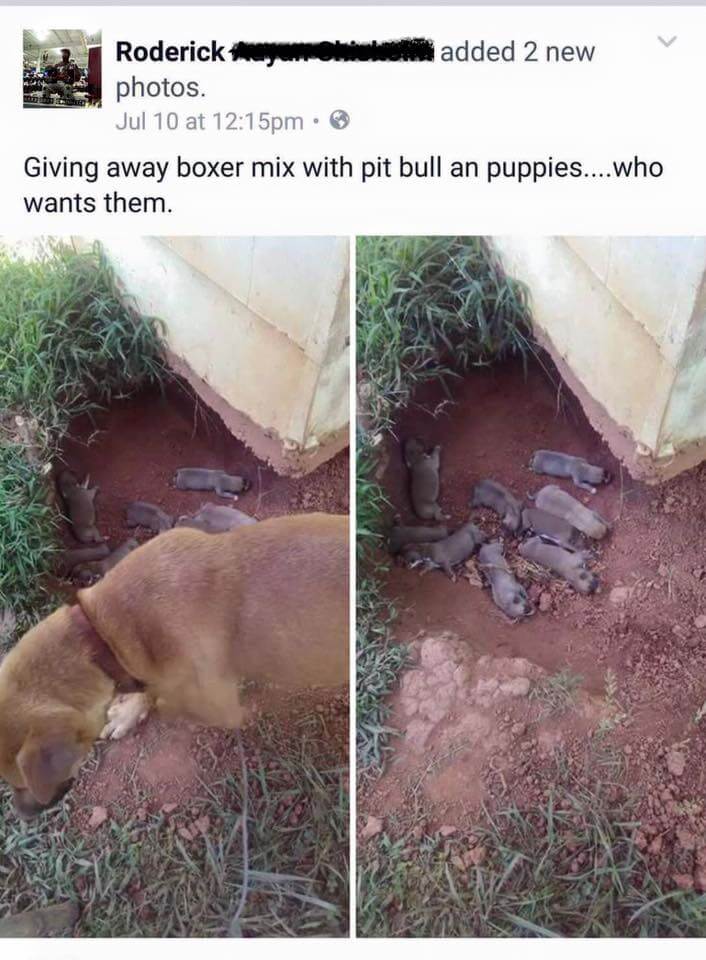 Filhotes de cachorro em buraco