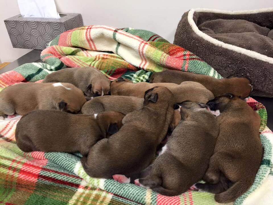 Filhotes de cachorro