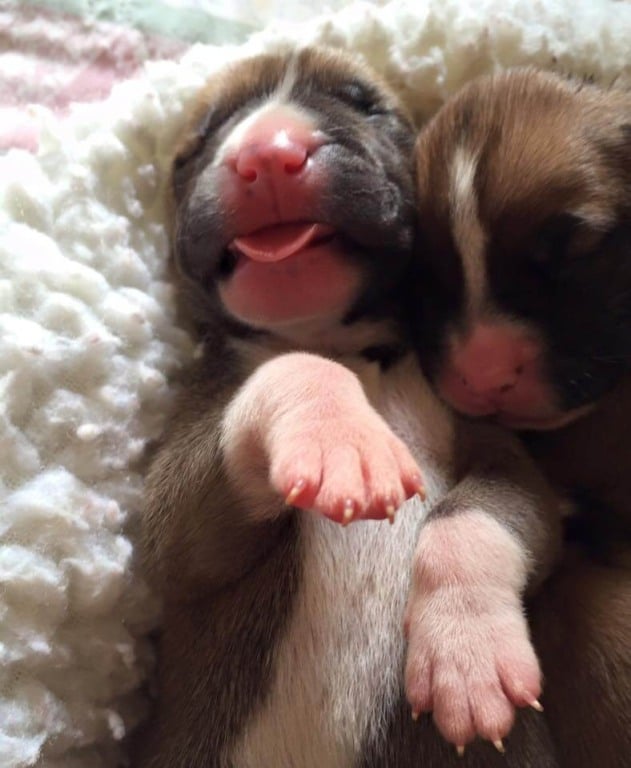 Filhotes de cachorro