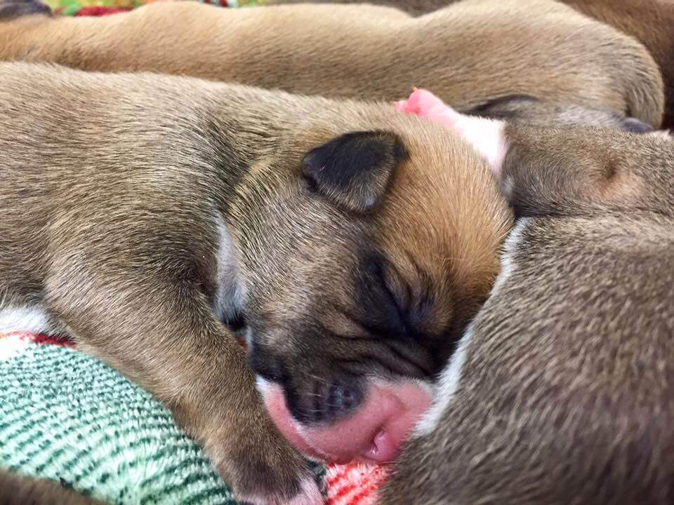 Filhotes de cachorro