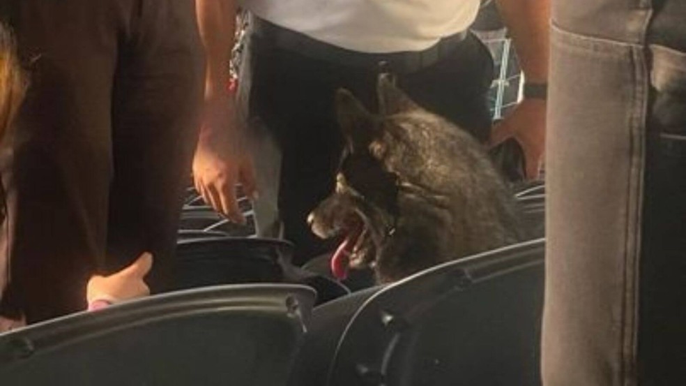 Cachorra foge de casa e é flagrada assistindo show do Metallica