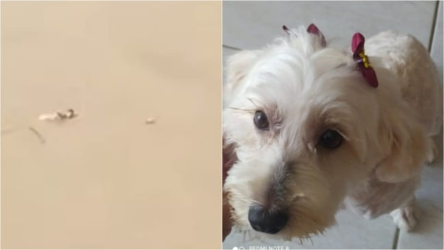 Jovem salvando cachorro que pulou em rio