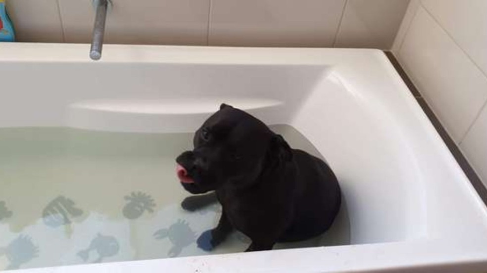 (Foto: Reprodução/catiororeflexivo)