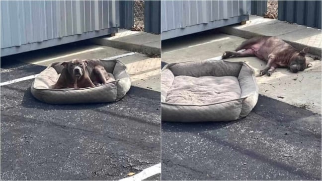 Cachorro deitado em chão de concreto