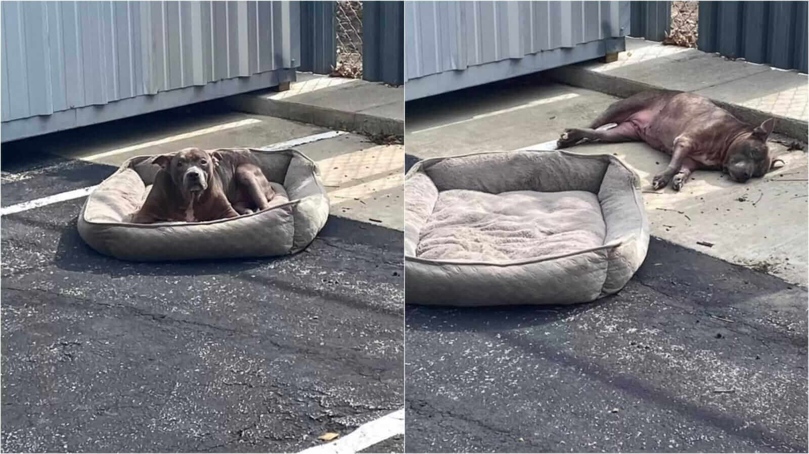 Cachorro deitado em chão de concreto