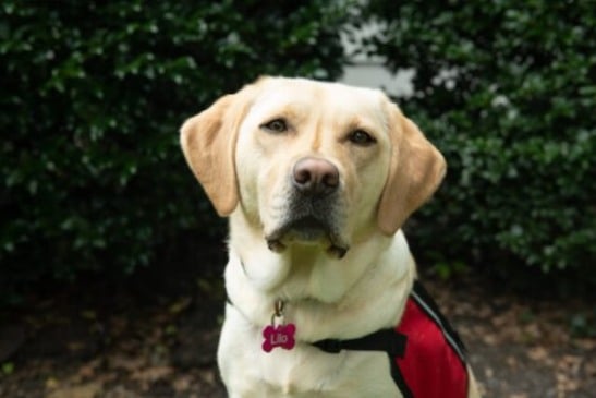 cachorro ajuda pessoas em luto