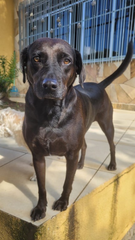 Cachorro preto sentado