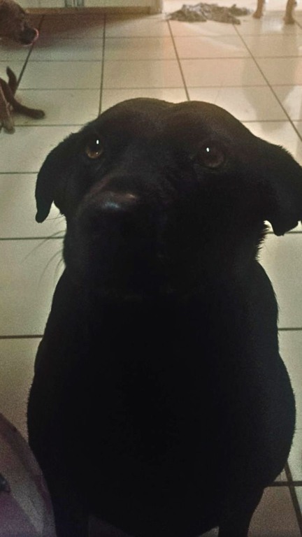 Cachorro preto sentado