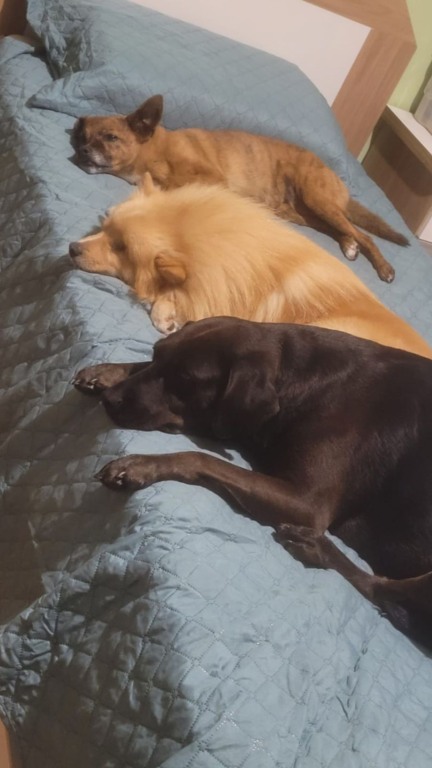 Cachorros deitados na cama