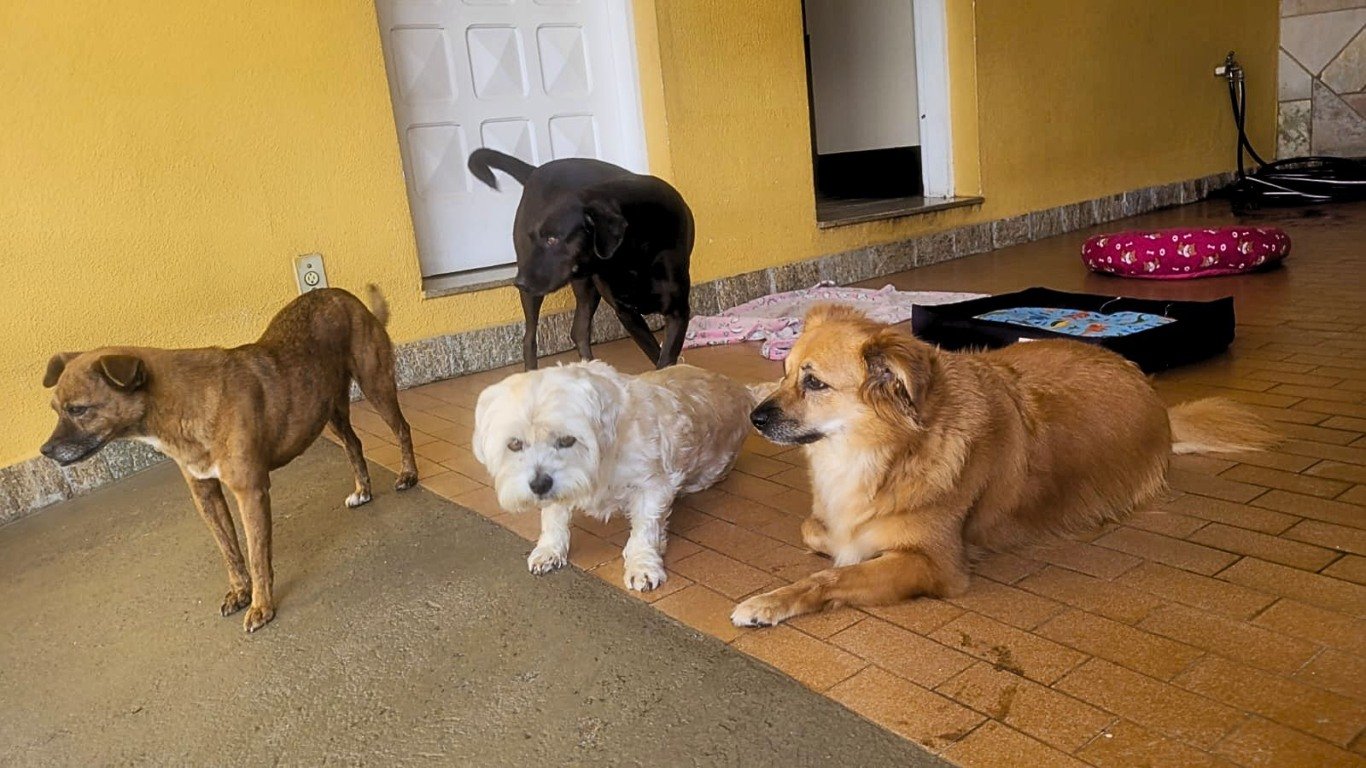 Cachorros deitados no chão