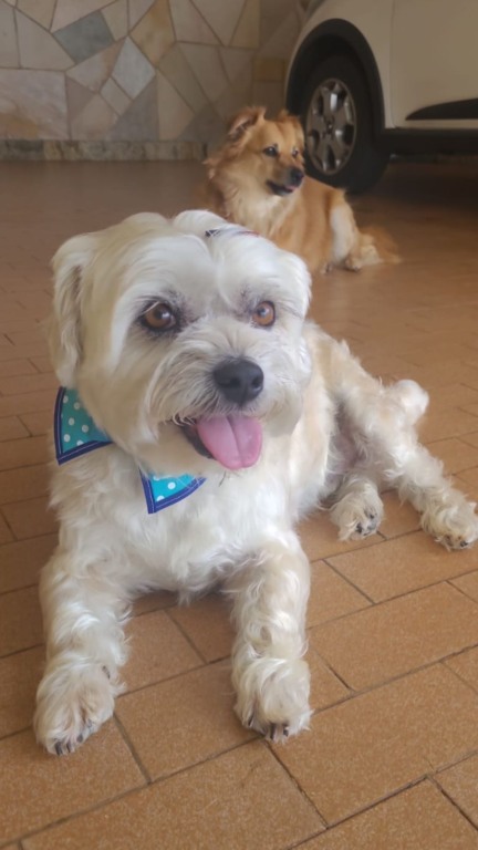 Cachorros deitados no chão