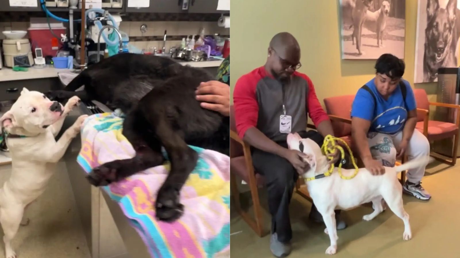 Hope e Diamond e seus tutores