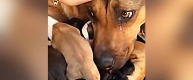 Cachorra chora ao reencontrar filhotes
