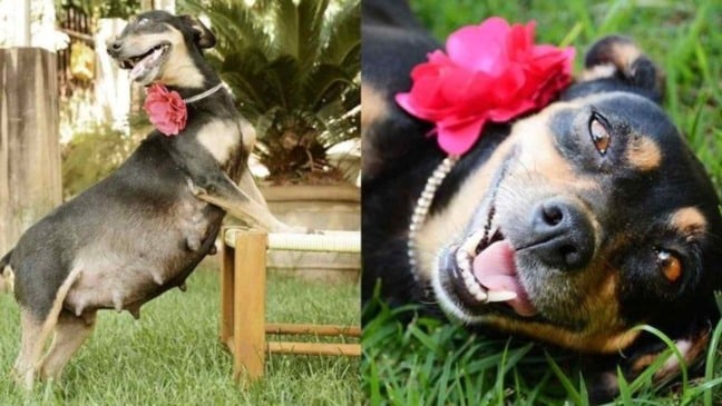 (Foto: reprodução/fcebook Anna Fotografia)