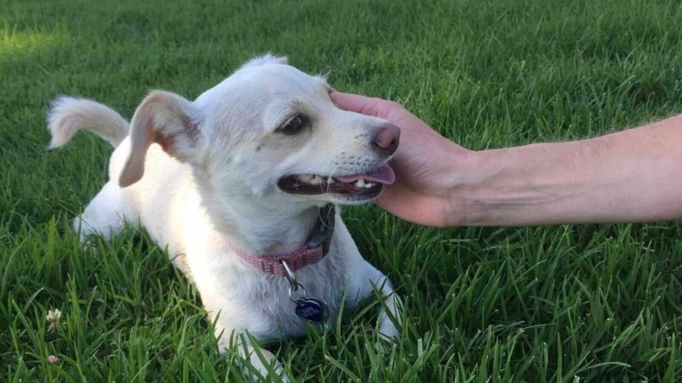 Cachorrinha em gramada recebendo carinho