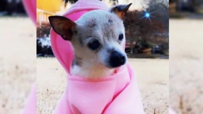 Cachorrinho com moletom rosa