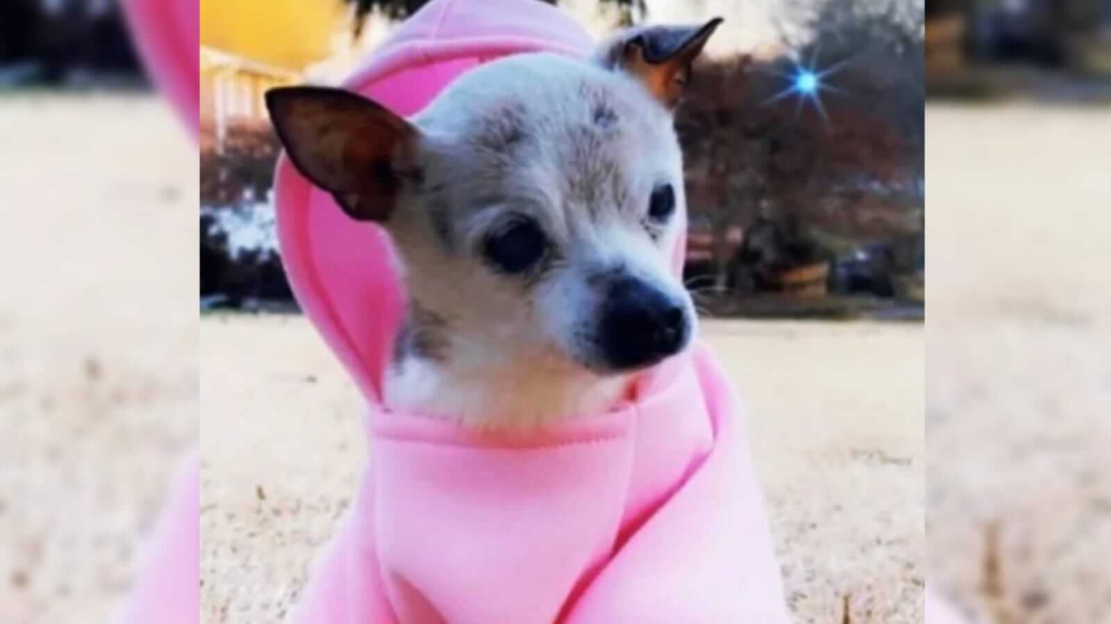 Cachorrinho com moletom rosa