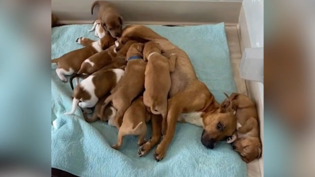 Lovebug e filhotinhos