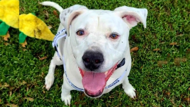 Foto: Vicky Ham/The Dodo