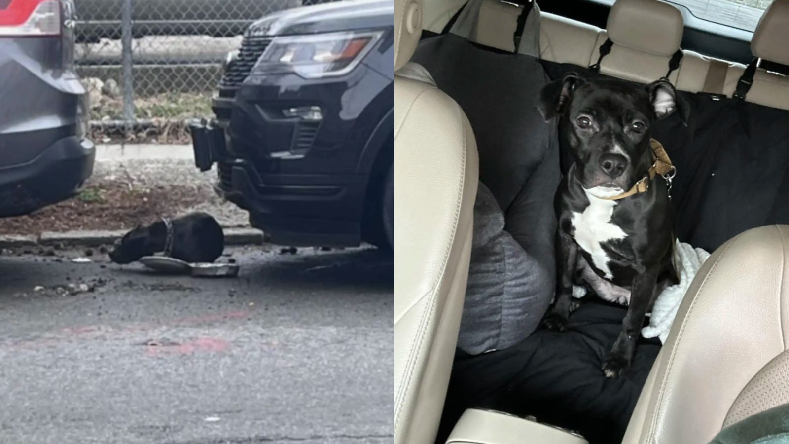 Cleo: antes e depois