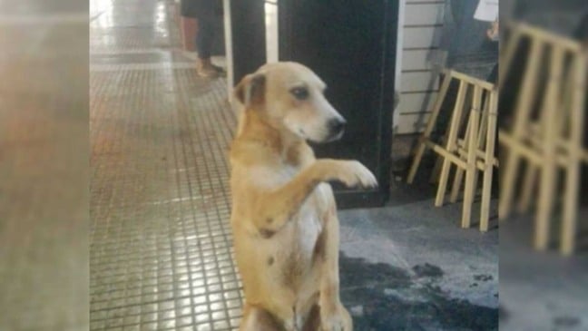 Cachorro sentado dando a patinha