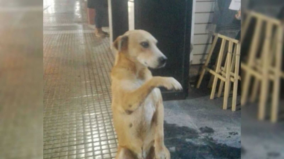 Cachorro sentado dando a patinha