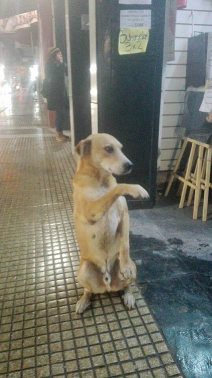 Cachorro sentado dando a patinha