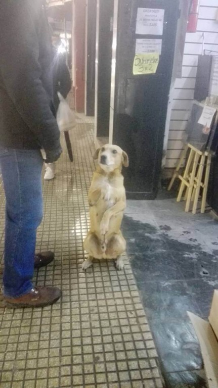 Cachorro sentado dando a patinha