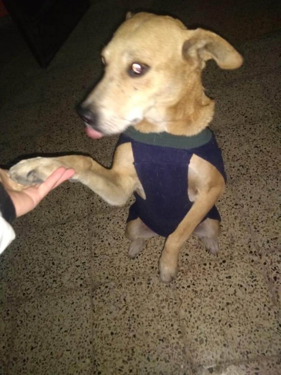 Cachorro sentado dando a patinha