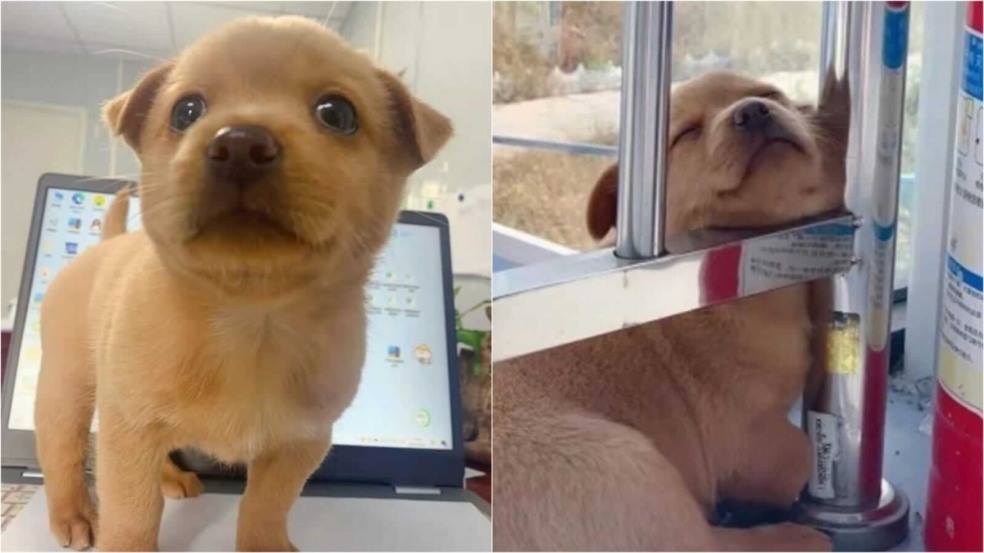 Cachorrinho filhote amarelo