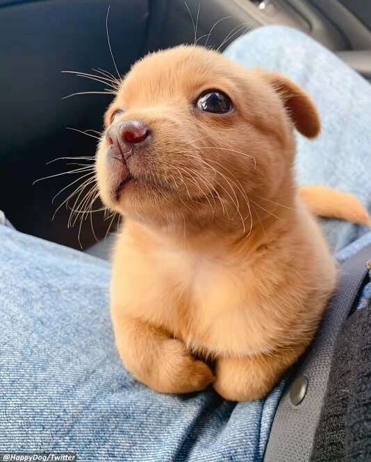 Cachorrinho filhote amarelo