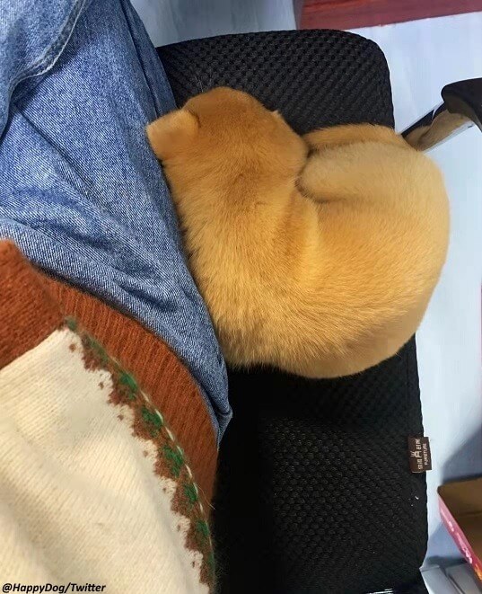 Cachorrinho filhote amarelo