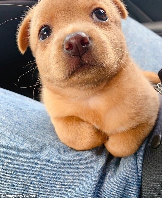 Cachorrinho filhote amarelo