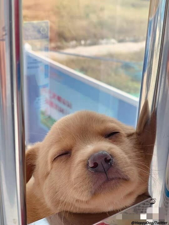 Cachorrinho filhote amarelo