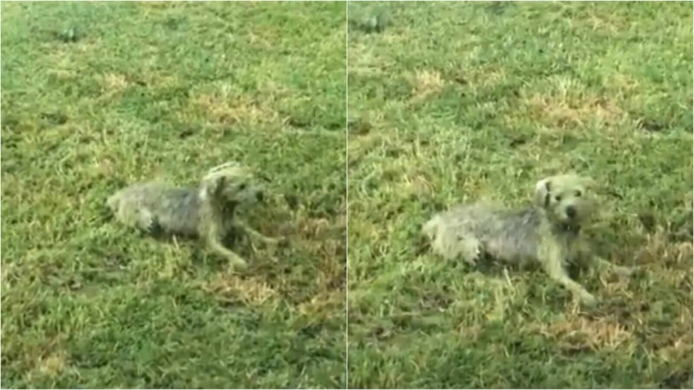 Cachorro camuflado na grama