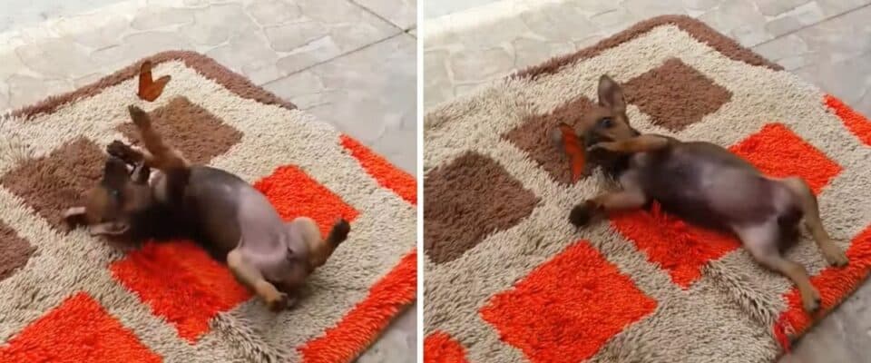 (Foto: Reprodução/portalamigocao)